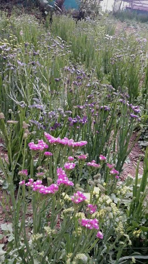 Tenam Garden Holistic Homestay Kalimpong Luaran gambar