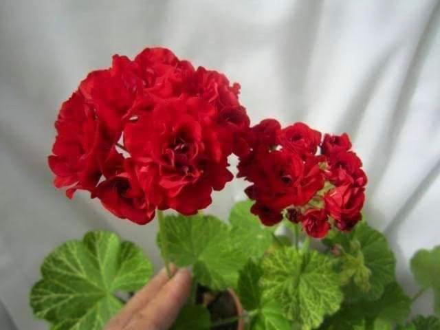Tenam Garden Holistic Homestay Kalimpong Luaran gambar